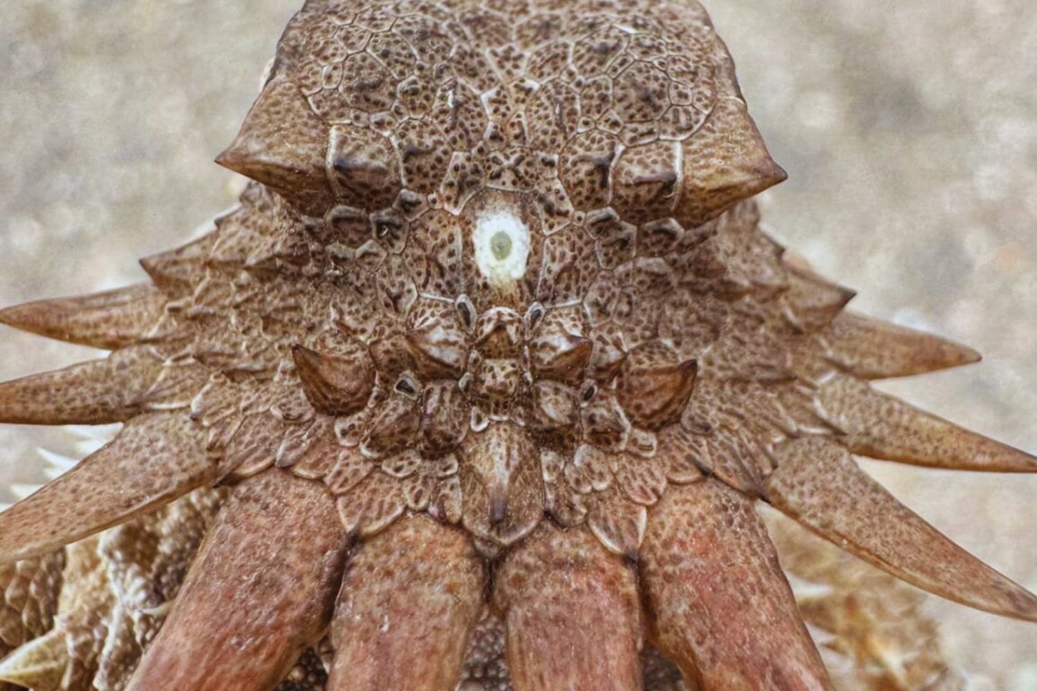 Un cíclope primitivo con un solo globo ocular en la frente vivió hace 600 millones de años. De él surgieron los ojos humanos y la arquitectura visual de los vertebrados