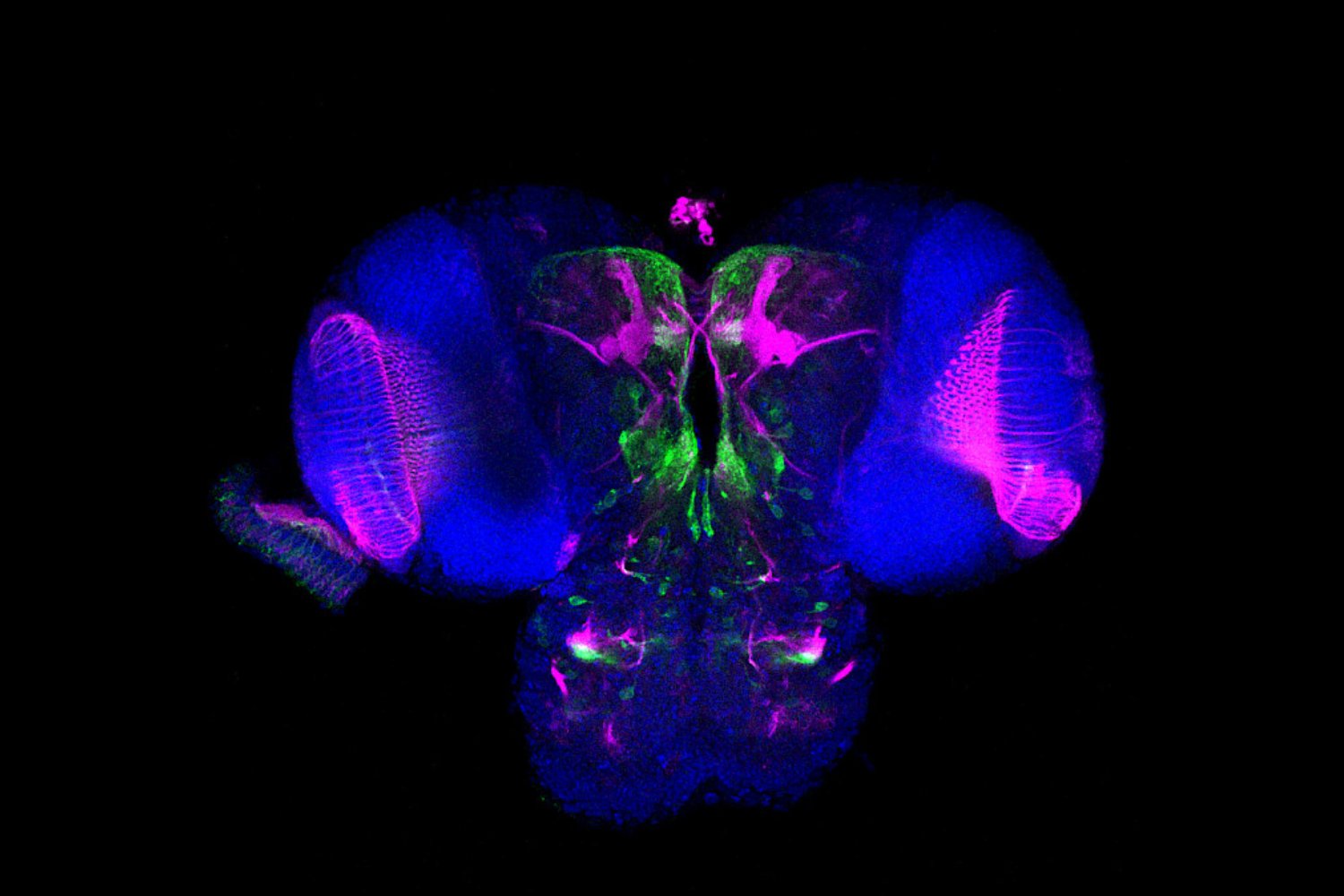 Dos áreas del cerebro trabajan juntas como un reloj de arena. El descubrimiento que explica cómo medimos el tiempo al movernos
