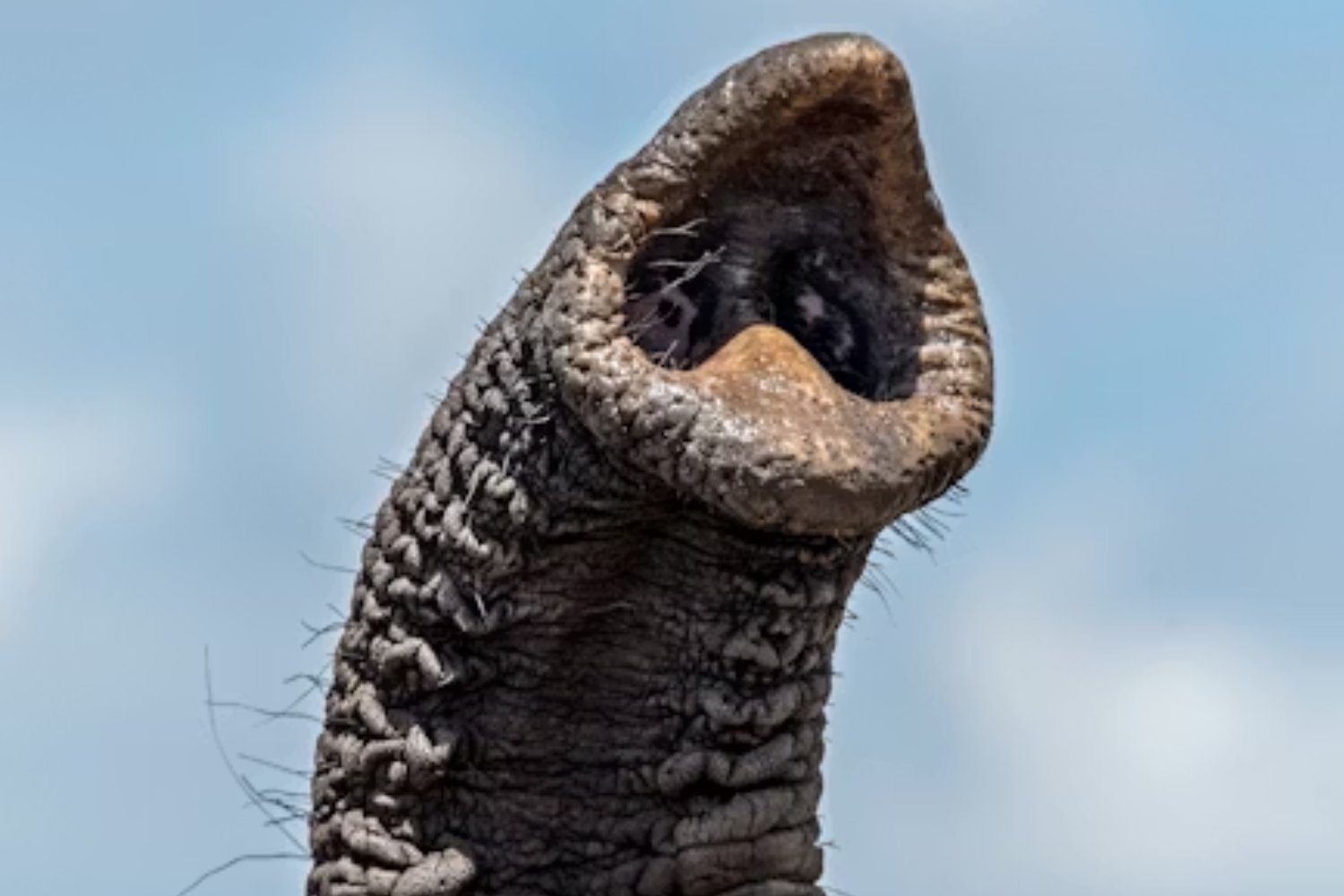 La trompa del elefante esconde un sistema sensorial que no se parece a ningún otro. Por qué mil “bigotes” con arquitectura inteligente le permiten ver el mundo con el tacto