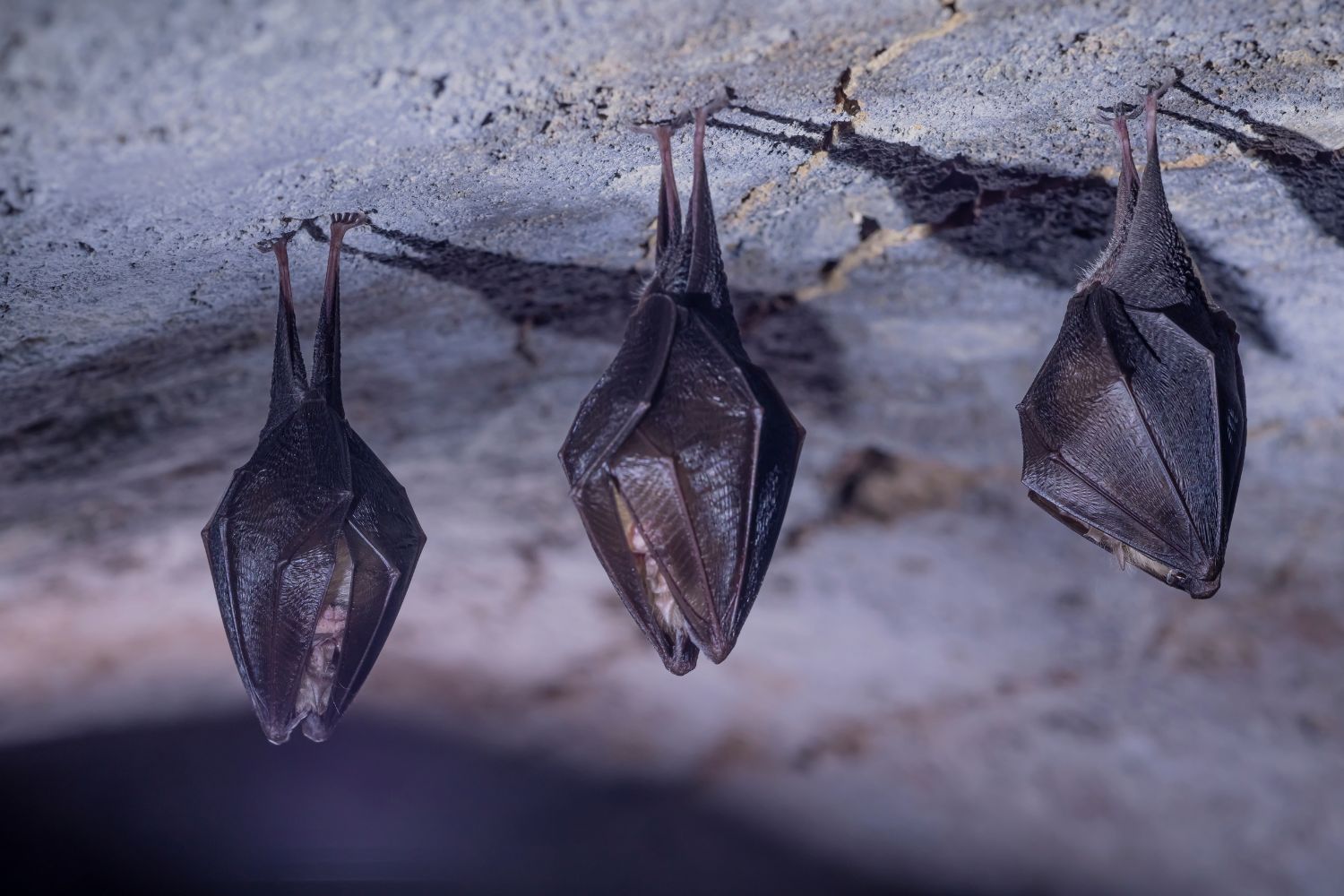 Diseño Sin Título (28)