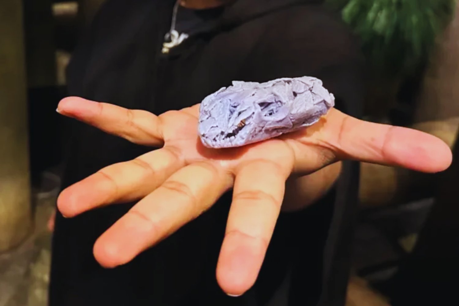 Un animal del tamaño de un balón de fútbol cambió la historia de la vida en tierra firme. El fósil que adelanta el origen de los herbívoros terrestres