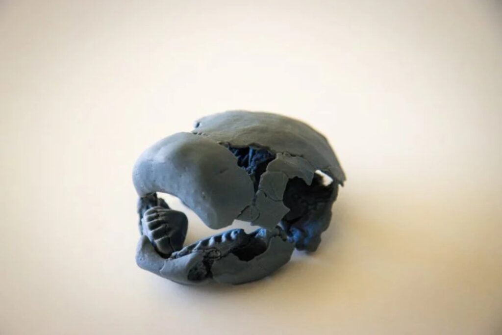 Un pez de hace más de 400 millones de años obliga a reescribir cómo dimos el primer paso fuera del agua. Los fósiles que están cambiando la historia de la vida en la Tierra