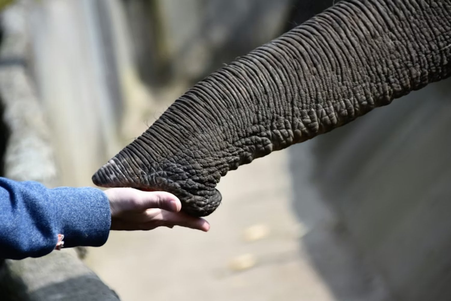 La trompa del elefante esconde un sistema sensorial que no se parece a ningún otro. Por qué mil “bigotes” con arquitectura inteligente le permiten ver el mundo con el tacto