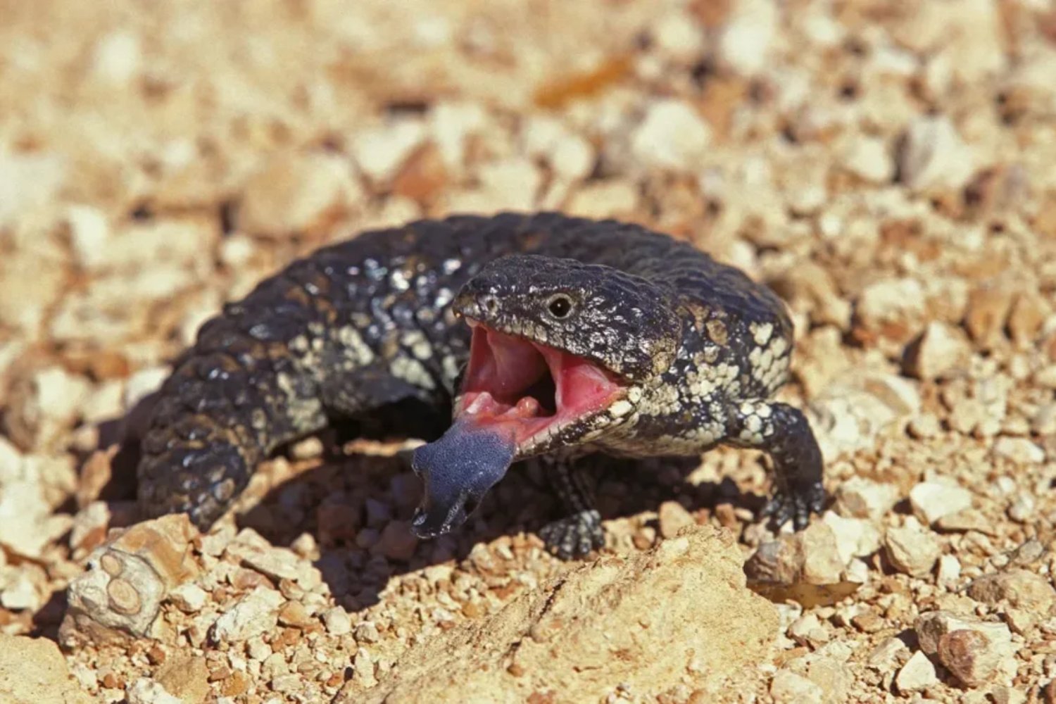 Un animal del tamaño de un balón de fútbol cambió la historia de la vida en tierra firme. El fósil que adelanta el origen de los herbívoros terrestres
