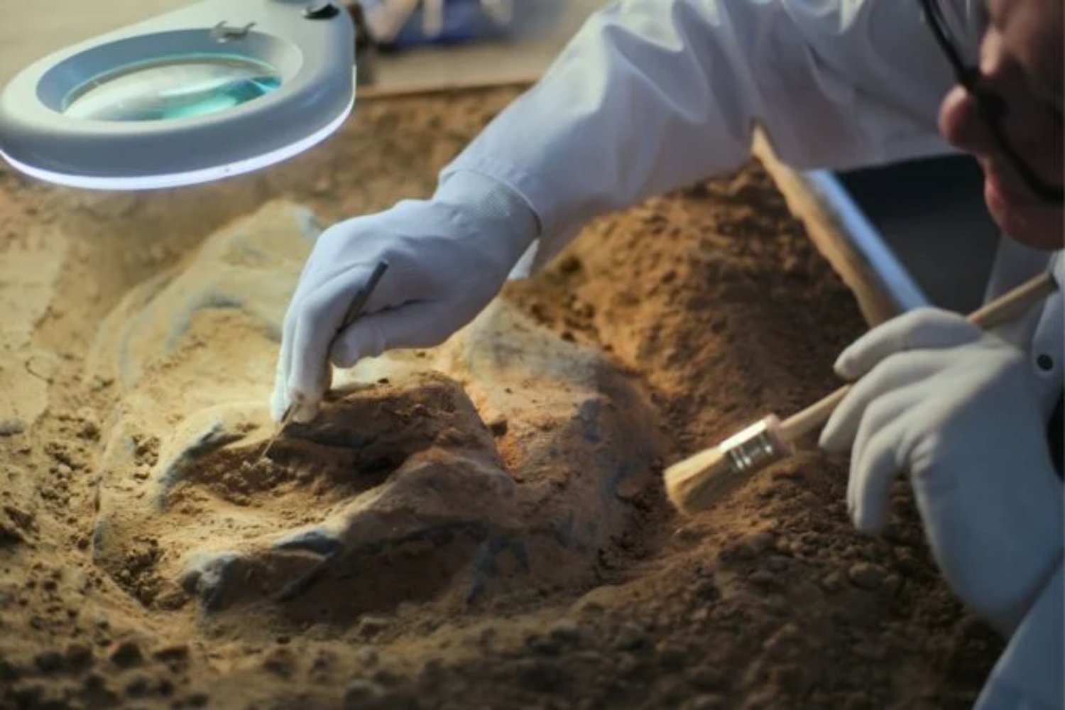 Un animal del tamaño de un balón de fútbol cambió la historia de la vida en tierra firme. El fósil que adelanta el origen de los herbívoros terrestres