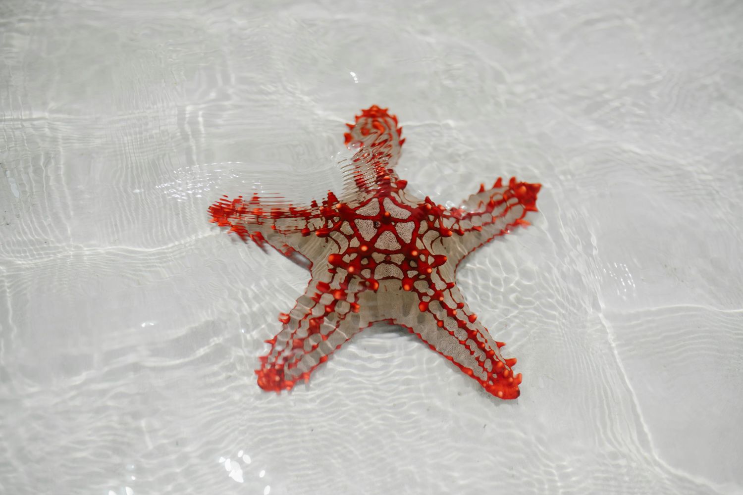 Diseño Sin Título (30)