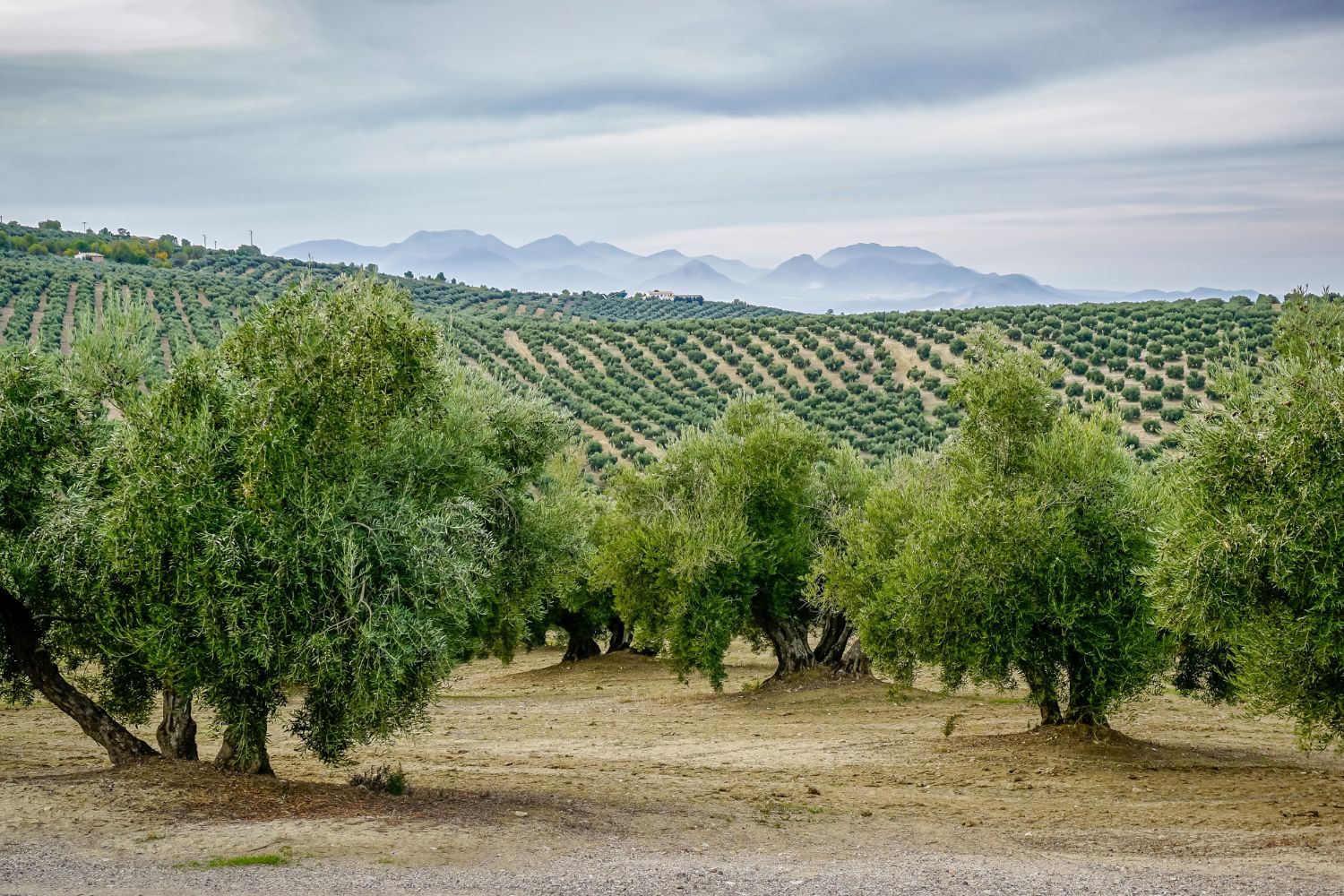 Diseño Sin Título (31)