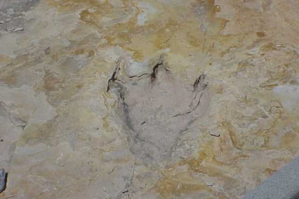 Huellas de dinosaurios aparecen en la costa de Sudáfrica y obligan a reimaginar cómo era el sur de Gondwana hace 132 millones de años