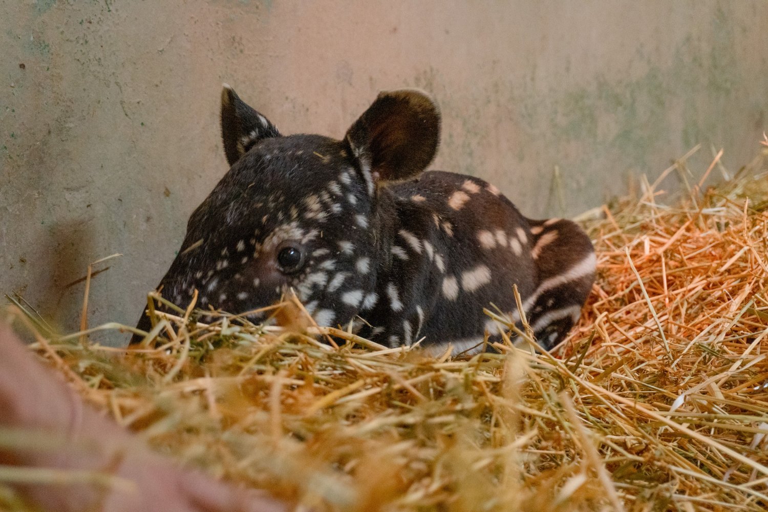 Salvar al tapir malayo llevaba años atascado en Europa. Un nacimiento en el sur de España acaba de romper el bloqueo y cambia el panorama de su supervivencia