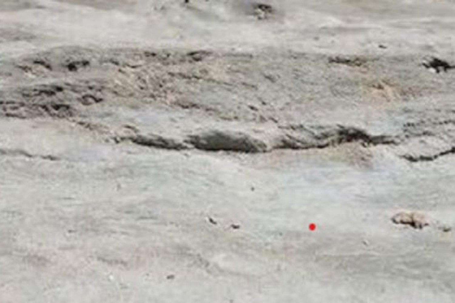 Huellas de dinosaurios aparecen en la costa de Sudáfrica y obligan a reimaginar cómo era el sur de Gondwana hace 132 millones de años