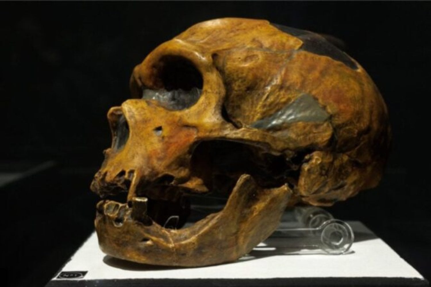 La mezcla entre neandertales y humanos modernos no ocurrió en un solo lugar. Cómo un estudio genómico masivo traza la región donde se cruzaron nuestros linajes