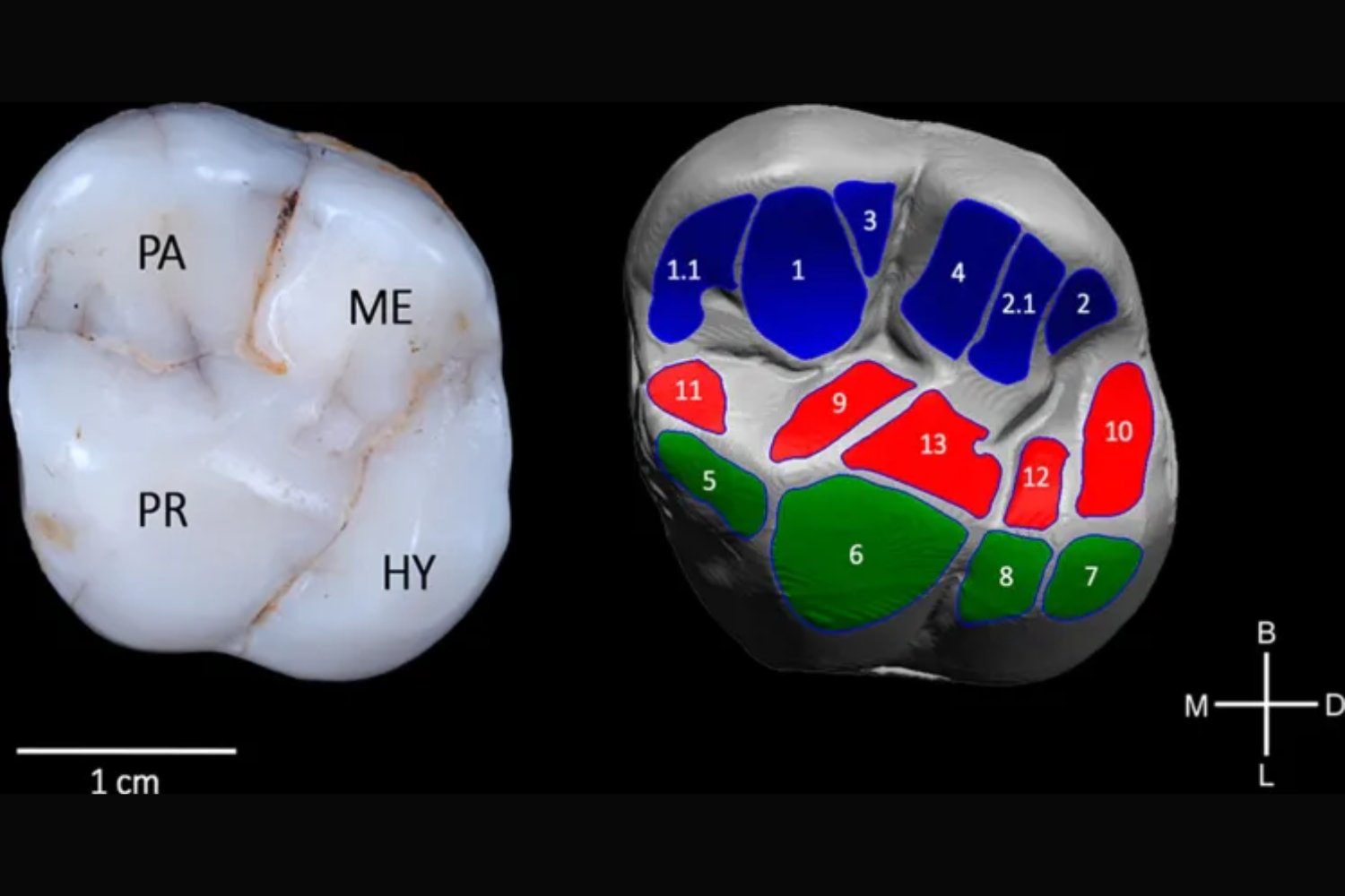 Los dientes de la Sima de los Huesos revelan cómo sobrevivieron sus homínidos al frío extremo. Comer de todo fue su mejor estrategia evolutiva