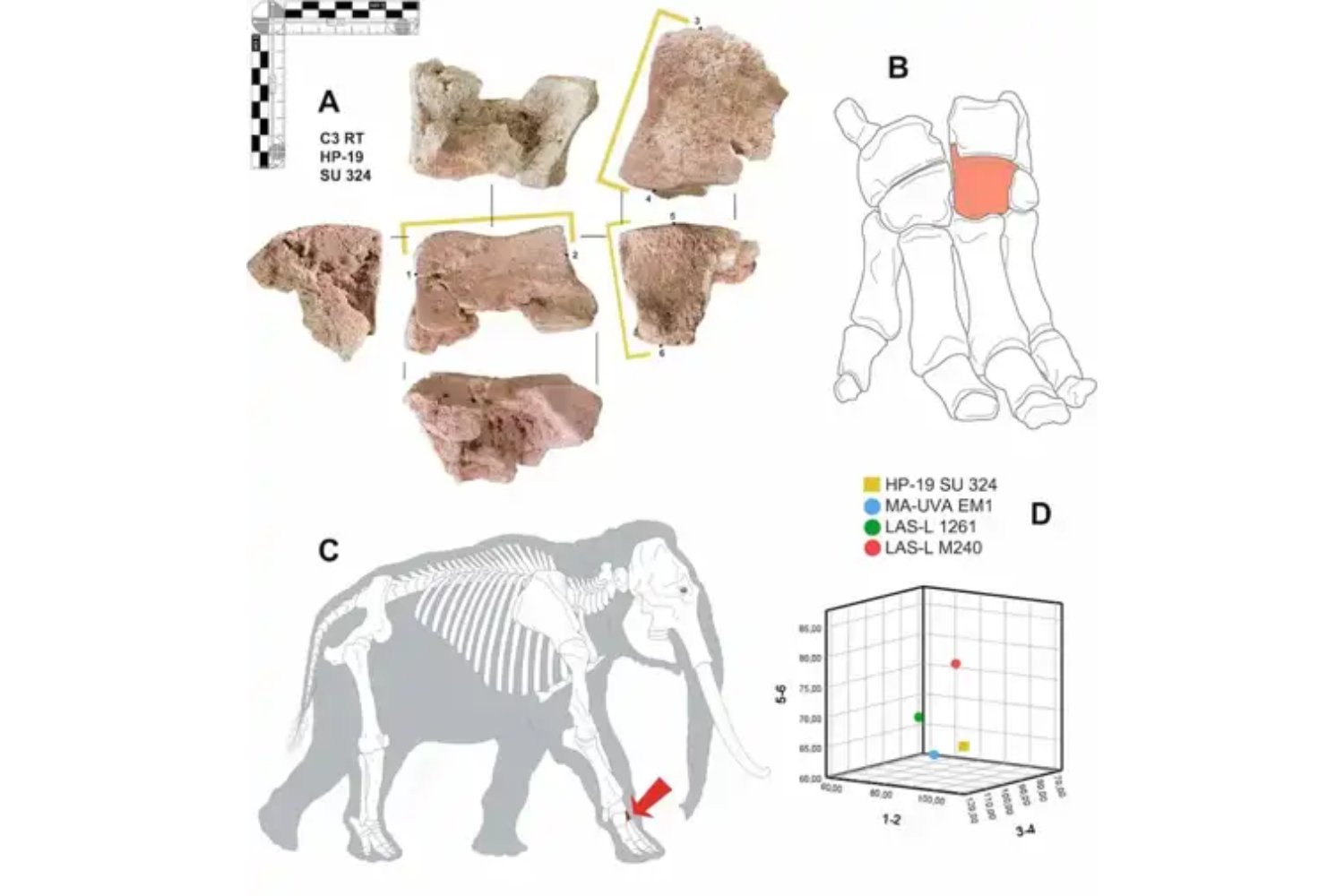 Un pequeño hueso hallado en Córdoba ha reabierto un debate histórico enorme. La posibilidad de que perteneciera a un elefante de guerra de la época de Aníbal
