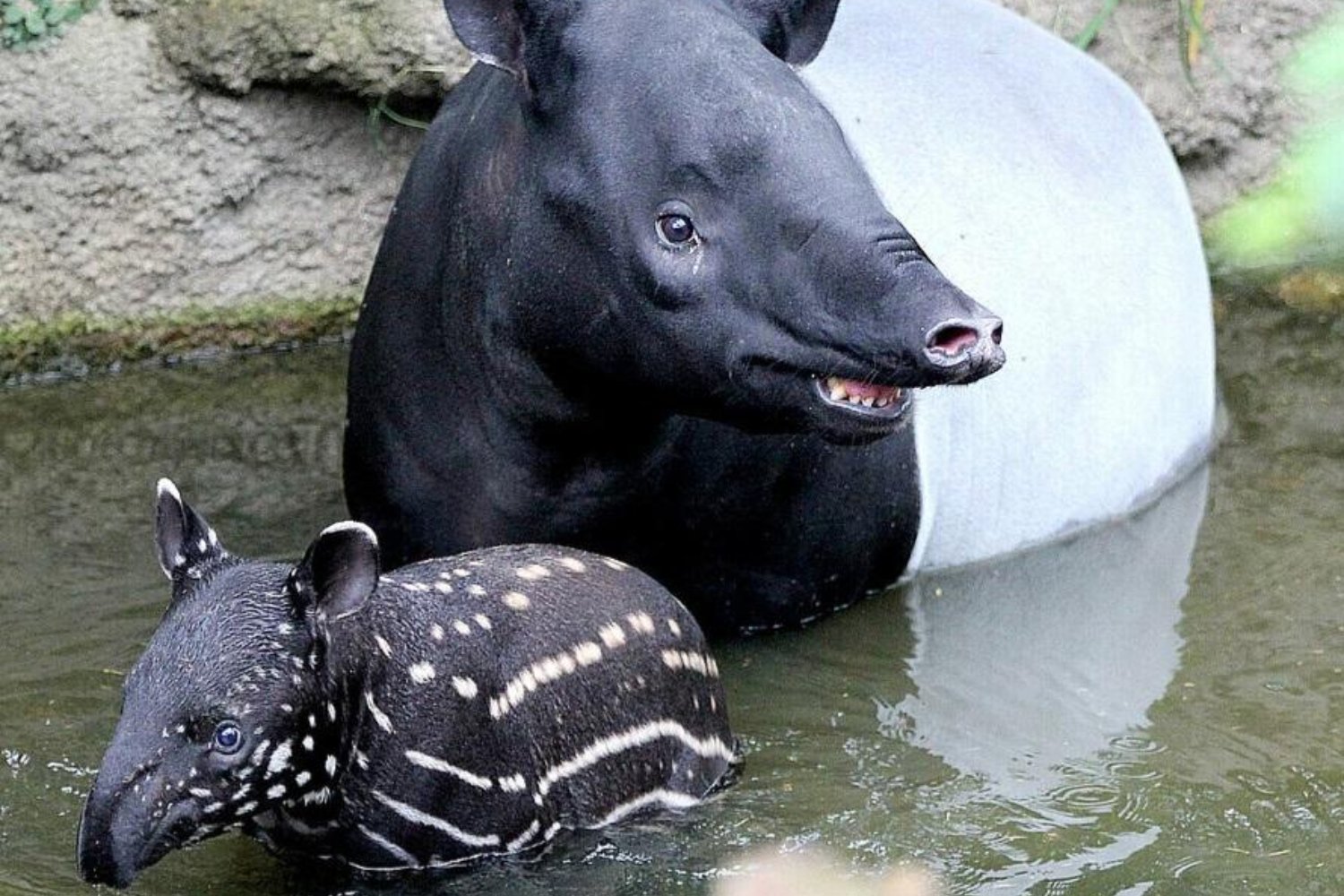 Salvar al tapir malayo llevaba años atascado en Europa. Un nacimiento en el sur de España acaba de romper el bloqueo y cambia el panorama de su supervivencia