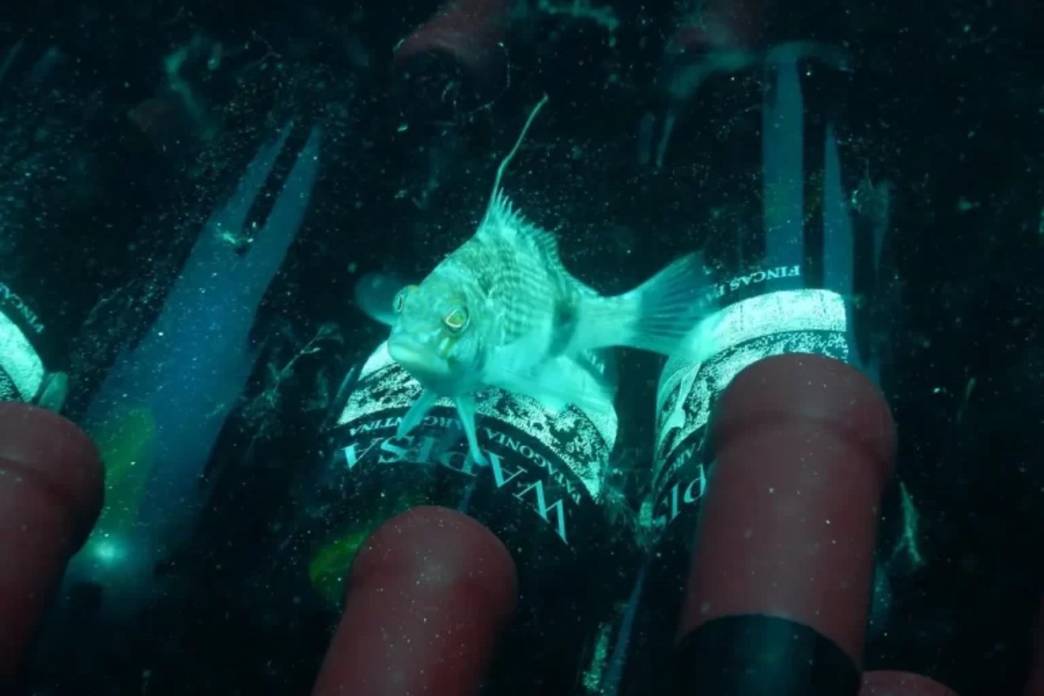 Argentina acaba de sacar vino del fondo del mar en la Patagonia. La primera prueba real de las cavas submarinas dejó un resultado inesperado