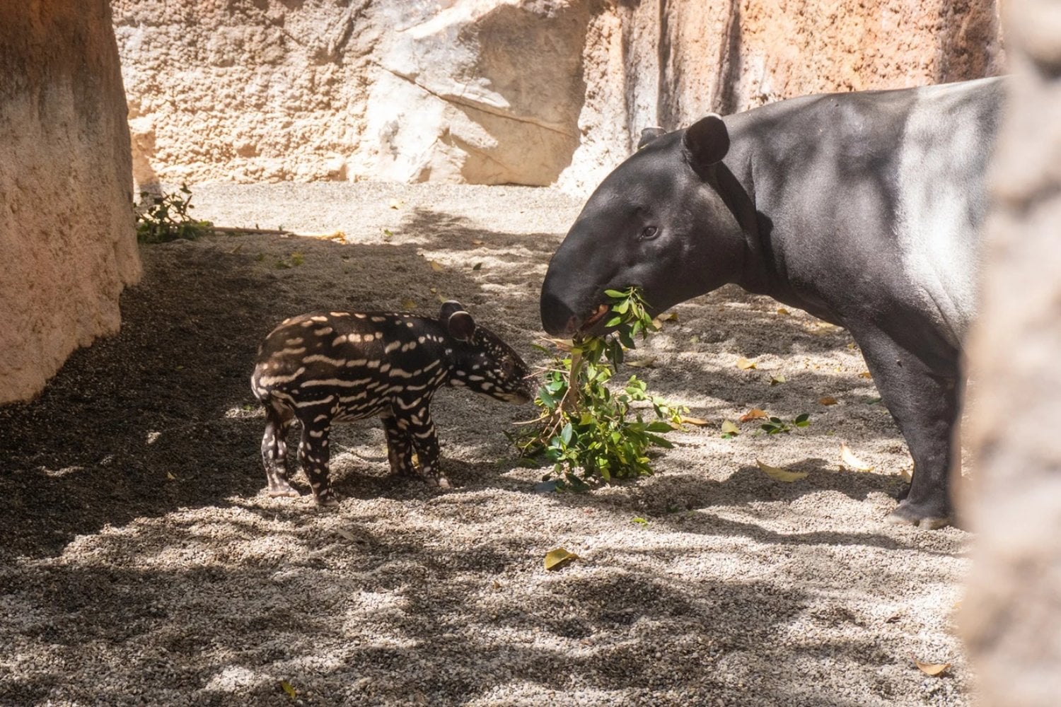 Salvar al tapir malayo llevaba años atascado en Europa. Un nacimiento en el sur de España acaba de romper el bloqueo y cambia el panorama de su supervivencia
