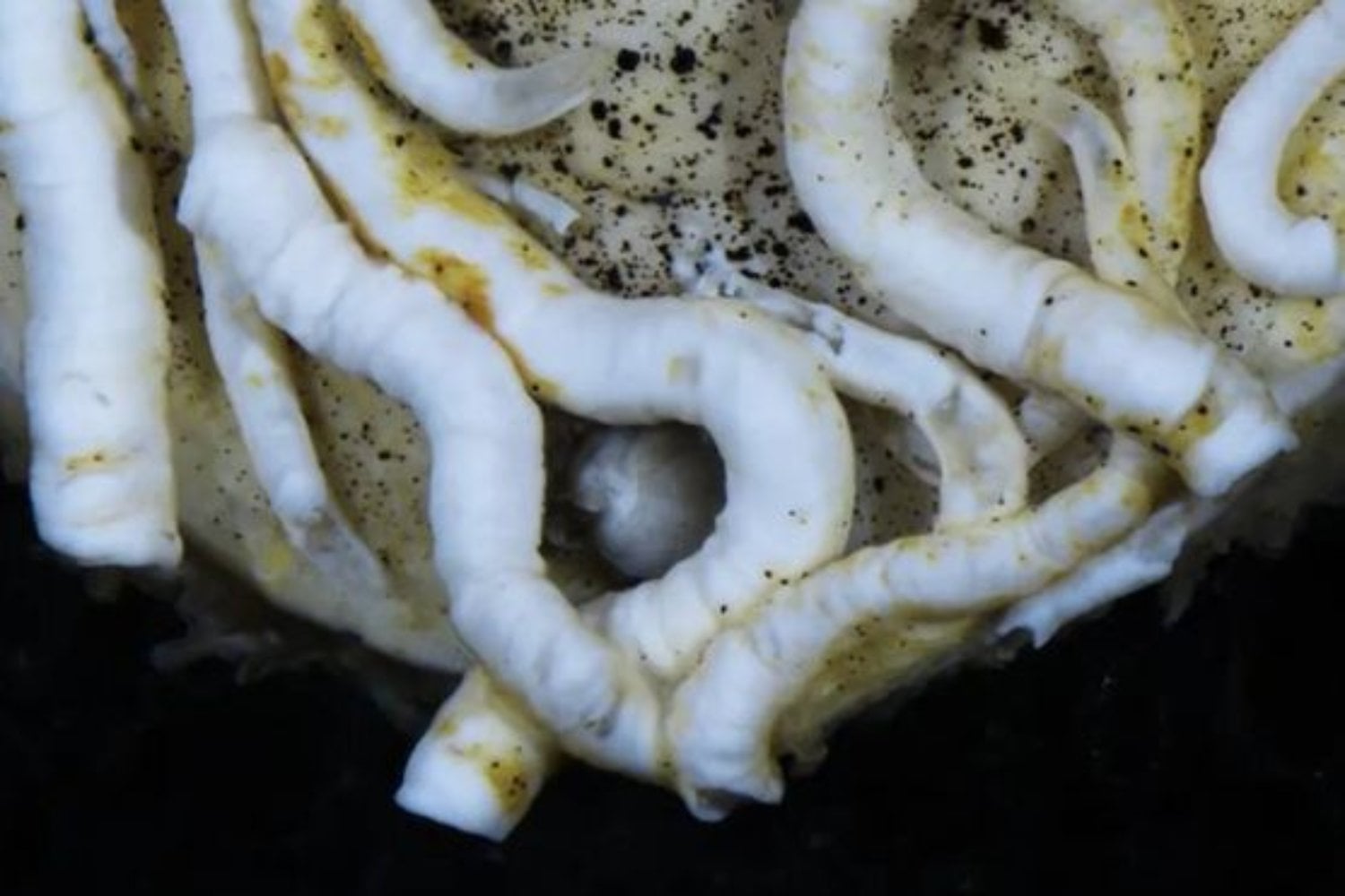 Japón ha bajado 5.500 metros al fondo del océano y ha encontrado un animal con “lengua de metal”. El hallazgo que explica cómo sobrevive la vida extrema