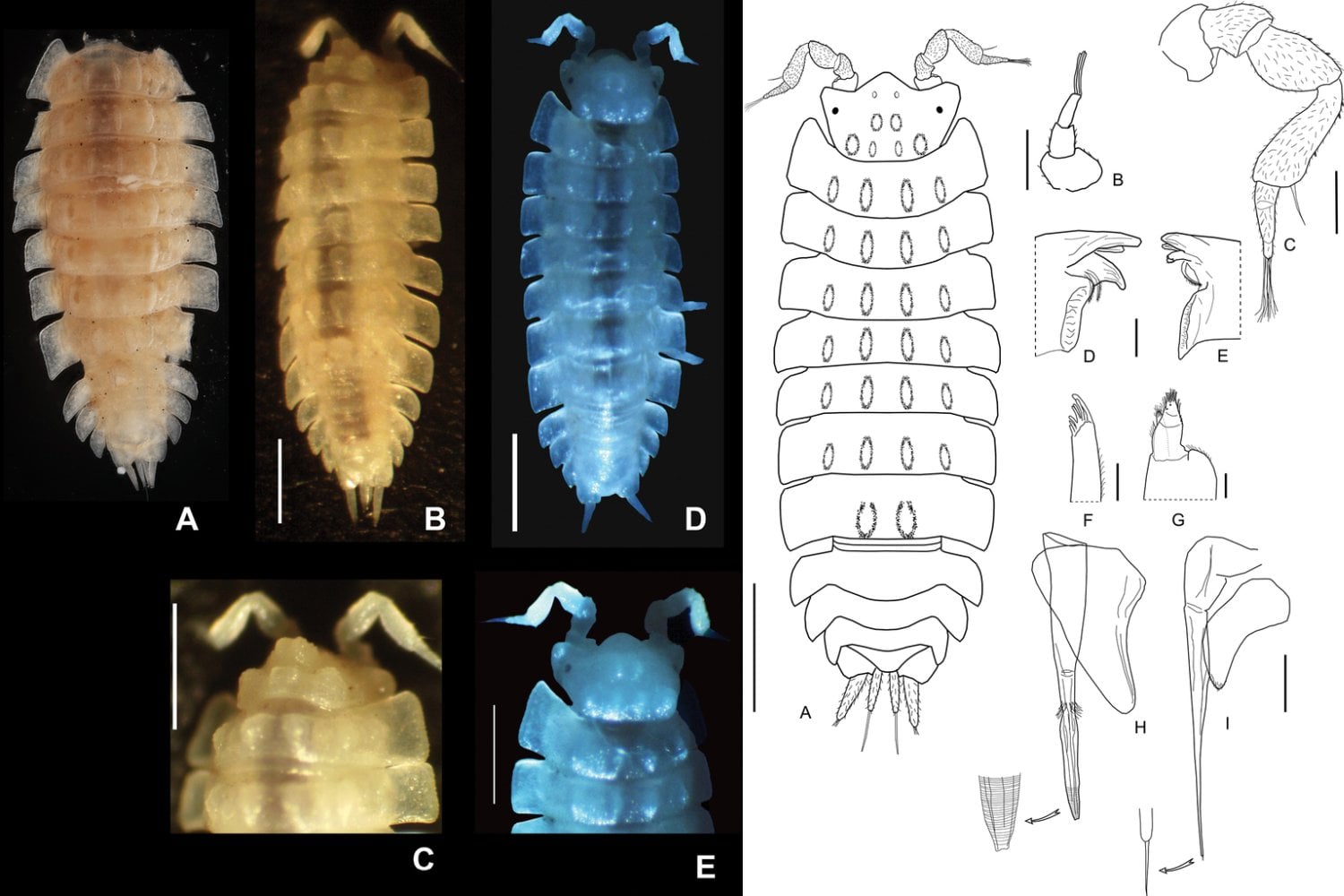 Un animal que nadie había visto llevaba siglos viviendo bajo un acueducto romano. El descubrimiento que revela un ecosistema oculto en el subsuelo español