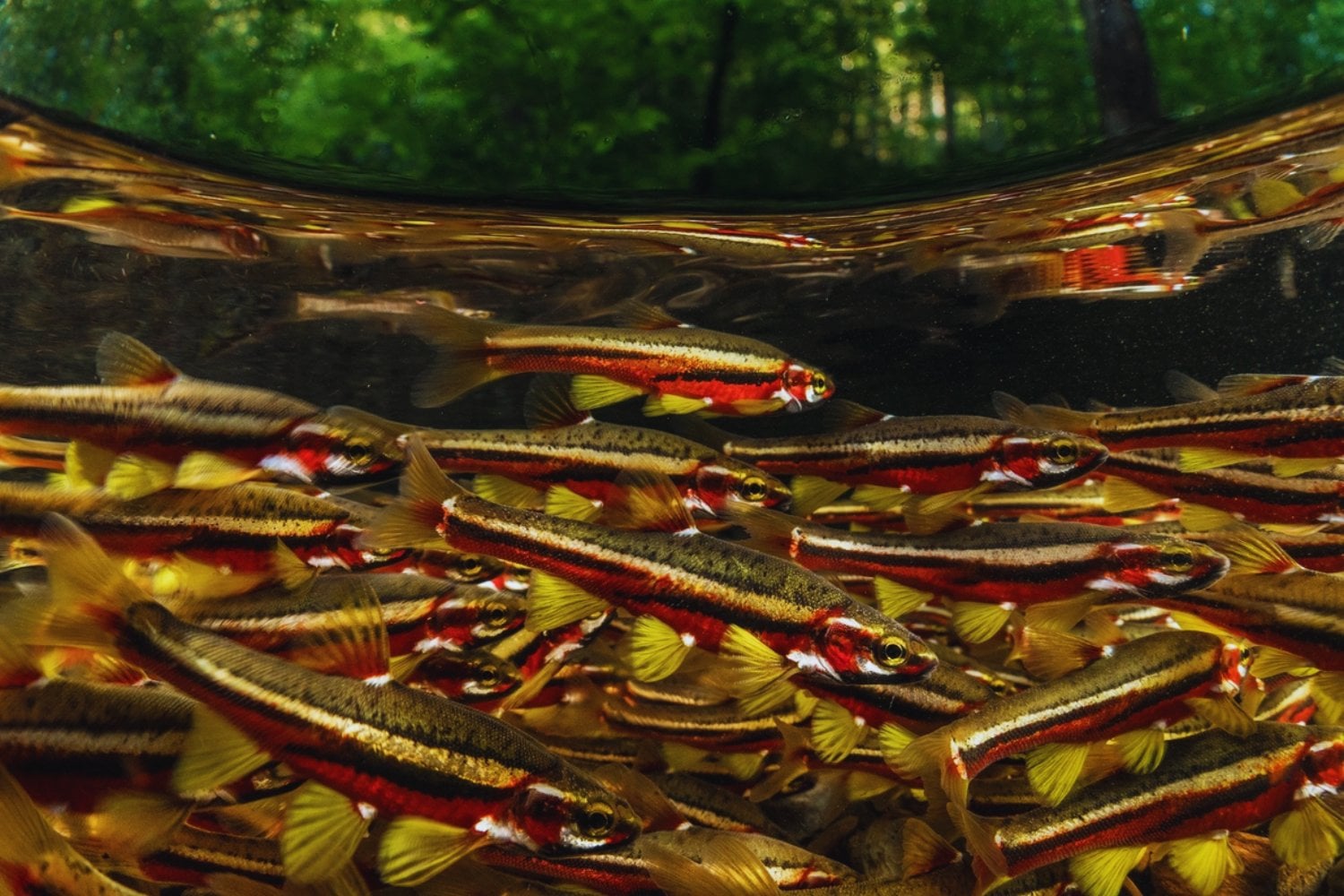 La inteligencia artificial quiere adelantarse a la extinción. Un modelo ya predice qué peces están en la cuerda floja antes de que sea evidente