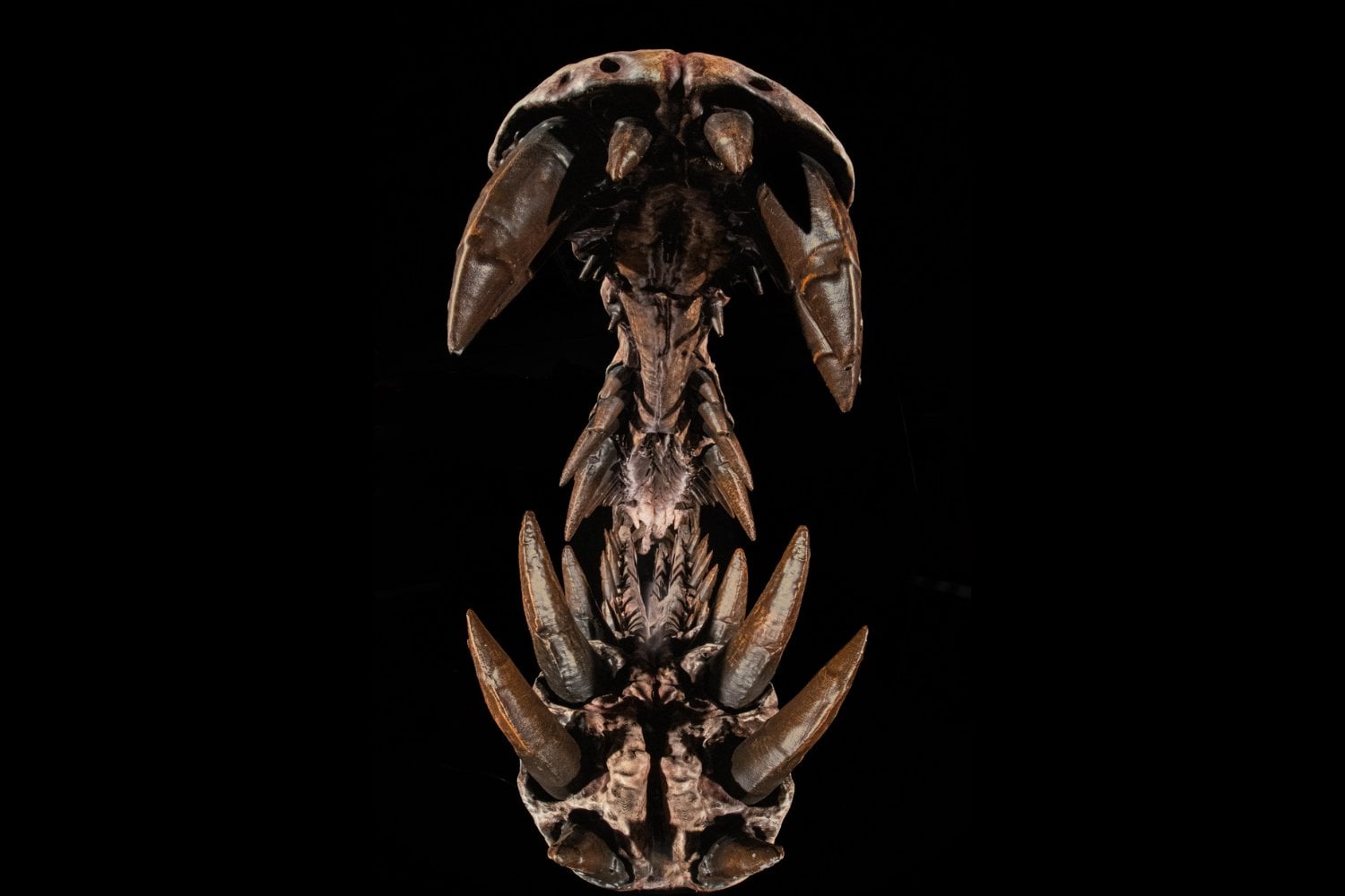 El hallazgo que reescribe la biografía de Spinosaurus. El depredador más extraño del Cretácico no era un “monstruo marino”, sino un gigante de ríos en el antiguo Sáhara