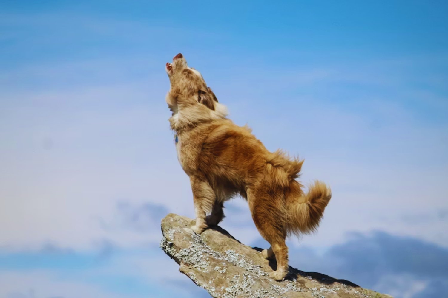 Los perros no aúllan por fastidio cuando suena música. Responden a un mecanismo de comunicación que viene de los lobos