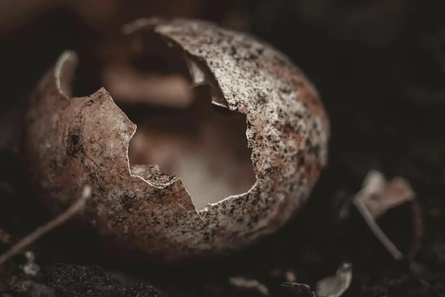 Un gas que huele a huevo podrido aparece en mundos lejanos. Por qué esta señal química puede resolver una vieja confusión entre planetas gigantes y enanas marrones