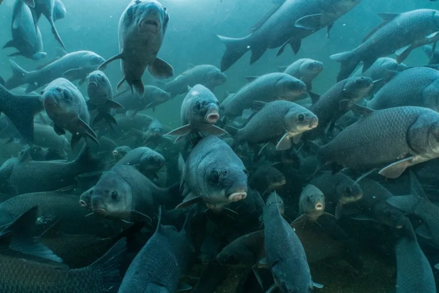 La inteligencia artificial quiere adelantarse a la extinción. Un modelo ya predice qué peces están en la cuerda floja antes de que sea evidente