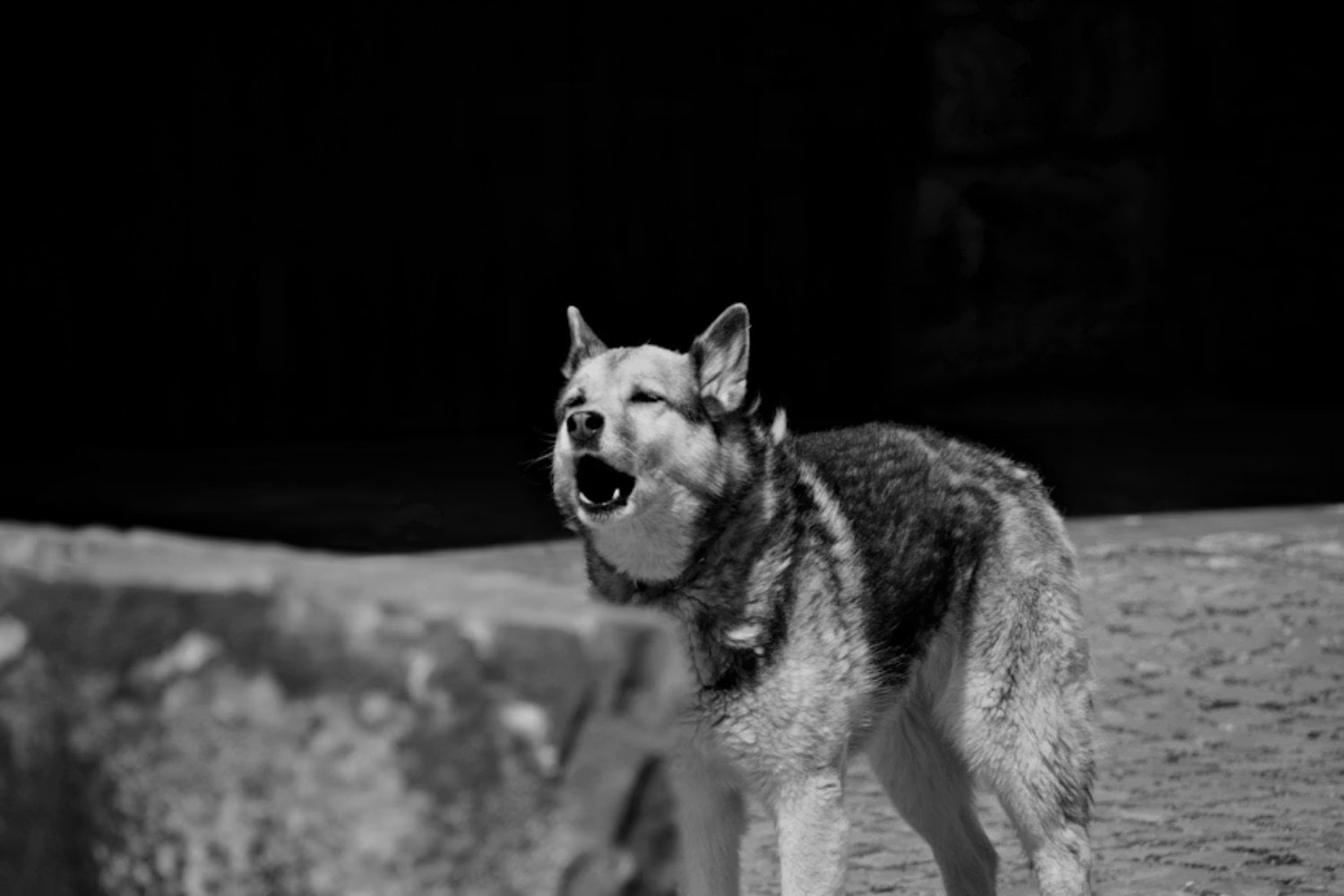 Los perros no aúllan por fastidio cuando suena música. Responden a un mecanismo de comunicación que viene de los lobos