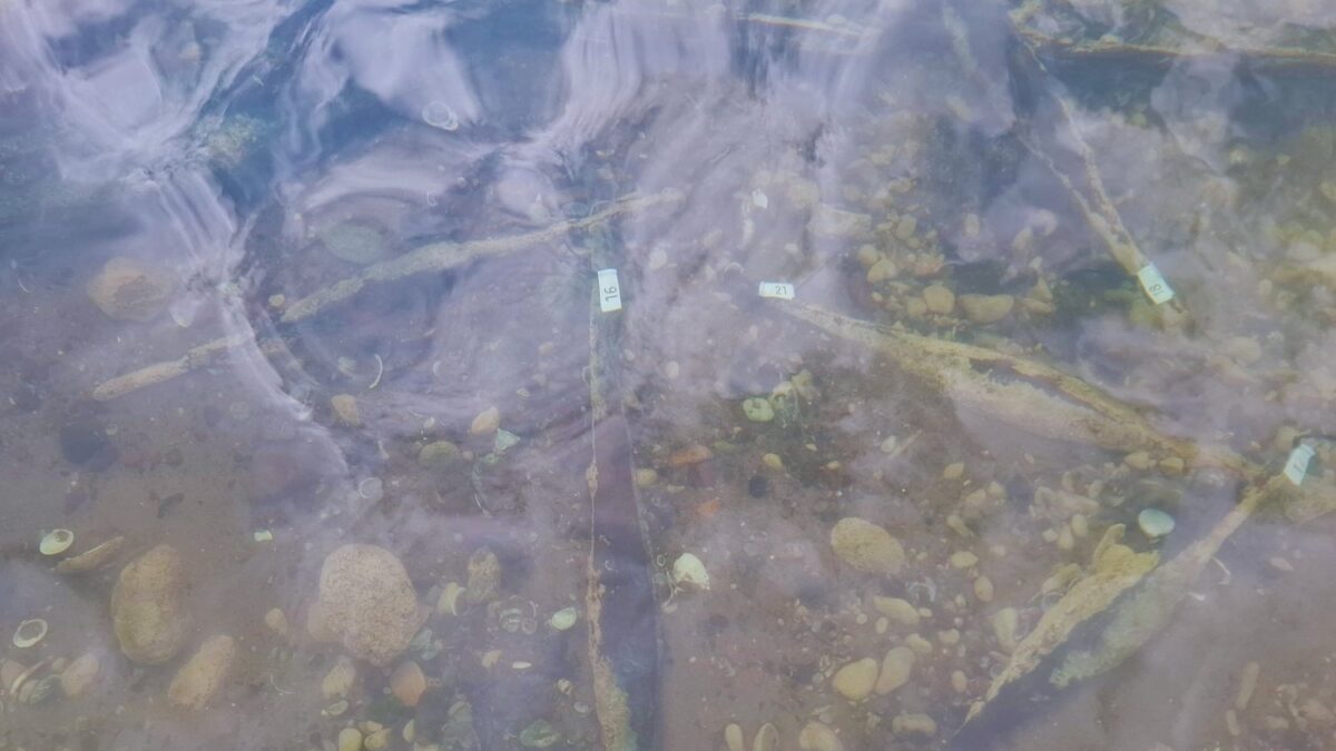 Un cargamento de hierro perdido hace 2.000 años aparece en un río de los Balcanes. El hallazgo que obliga a redibujar el mapa económico de la Europa prerromana