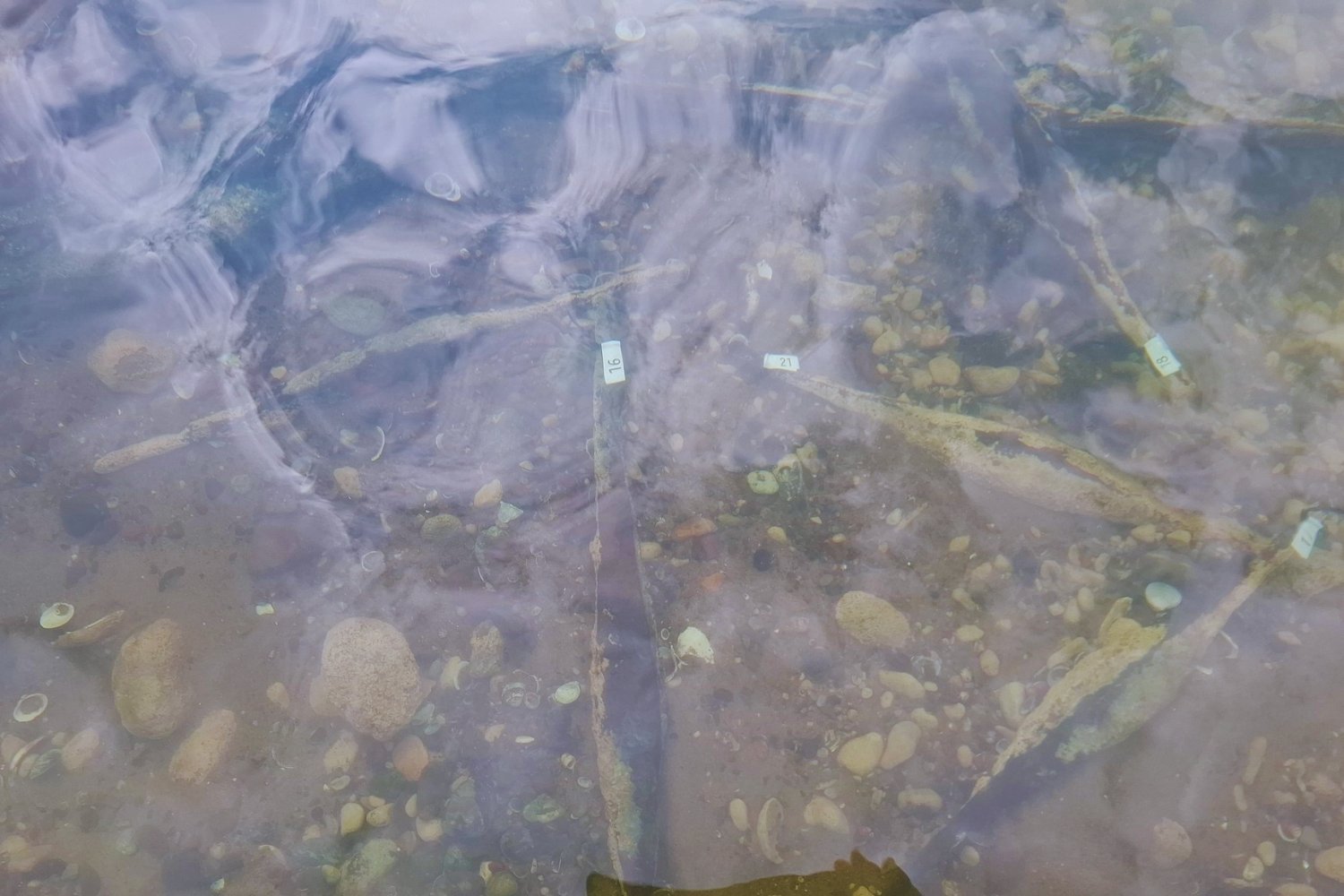 Un cargamento de hierro perdido hace 2.000 años aparece en un río de los Balcanes. El hallazgo que obliga a redibujar el mapa económico de la Europa prerromana