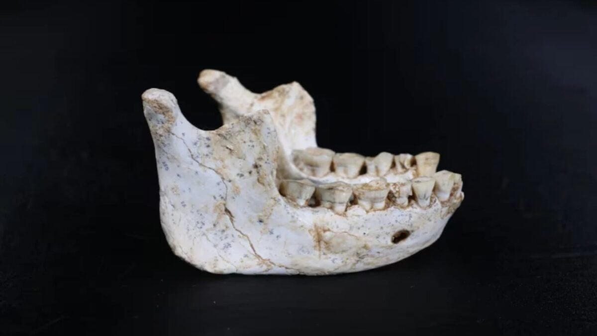 Una mandíbula de hace 773.000 años apareció bajo una cantera de Casablanca y no encaja con ninguna historia sencilla. Sus rasgos acercan como nunca el rostro del linaje que terminaría convirtiéndose en Homo sapiens