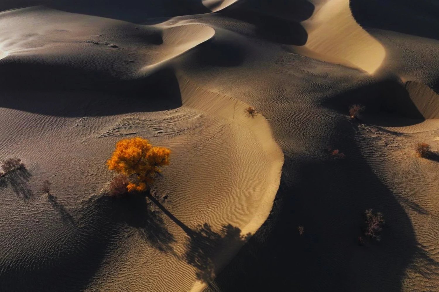 China ha plantado tantos árboles en uno de los desiertos más secos del mundo. El experimento que lo ha convertido en un sumidero de carbono