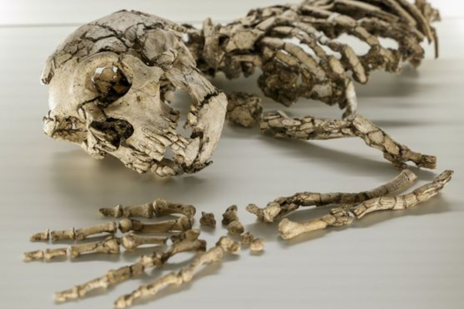 La extinción de los neandertales quizá no fue una guerra perdida. La hipótesis incómoda que los señala como víctimas de su propio aislamiento social