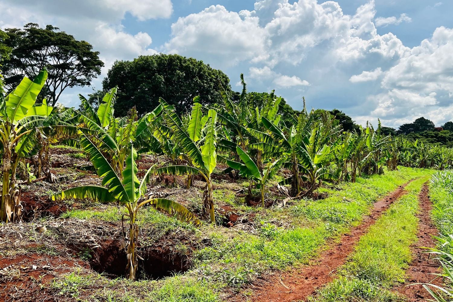 Diseño Sin Título (42)