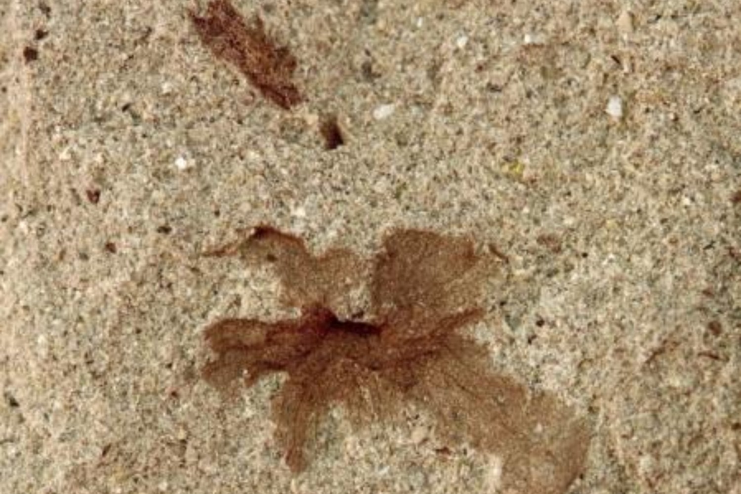 Una flor de apenas unos milímetros hallada en la Patagonia está uniendo historias separadas por océanos. Su edad la convierte en una clave para entender el origen de las plantas con flor