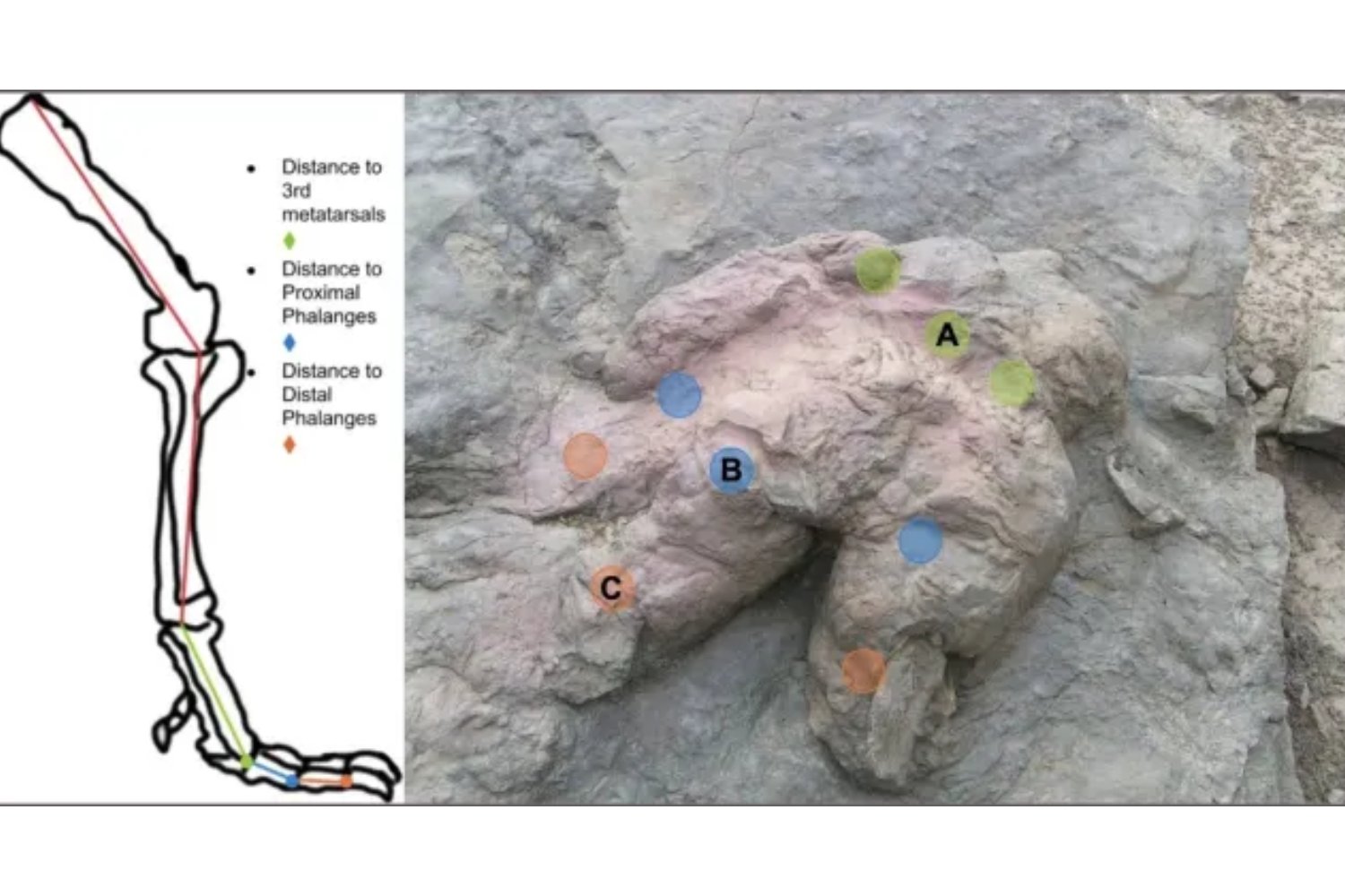 El Tyrannosaurus rex no era el gigante torpe que vimos en el cine. Según nuevo estudio, caminaba de puntillas y podía ser hasta un 20% más rápido de lo que pensábamos