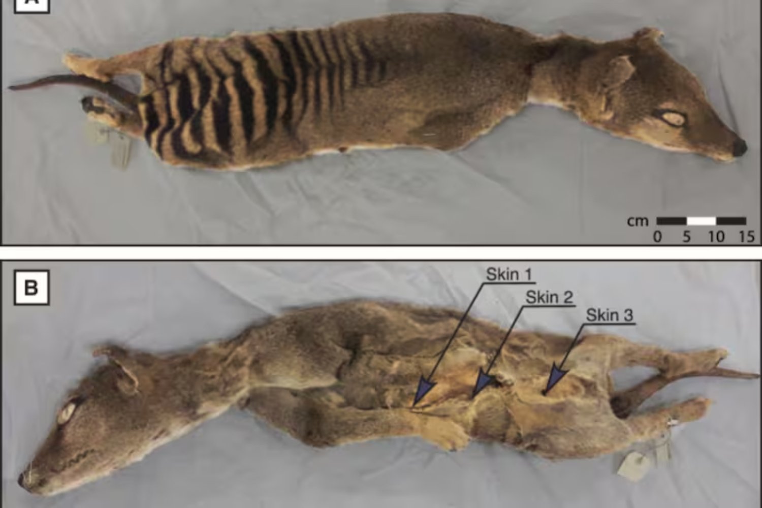 Extraer ARN funcional de una especie extinta parecía imposible. El hallazgo en el tigre de Tasmania que reescribe los límites de la biología