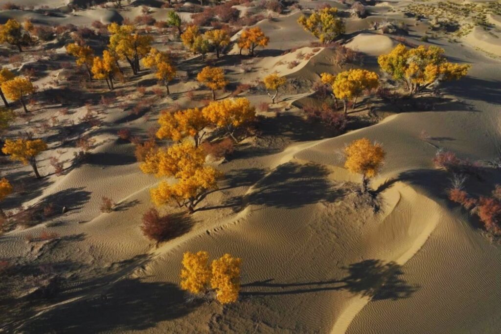 China ha plantado tantos árboles en uno de los desiertos más secos del mundo. El experimento que lo ha convertido en un sumidero de carbono