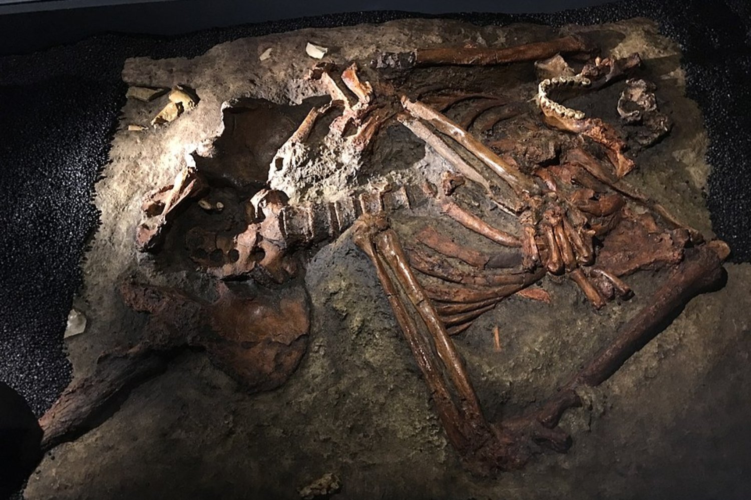 La extinción de los neandertales quizá no fue una guerra perdida. La hipótesis incómoda que los señala como víctimas de su propio aislamiento social