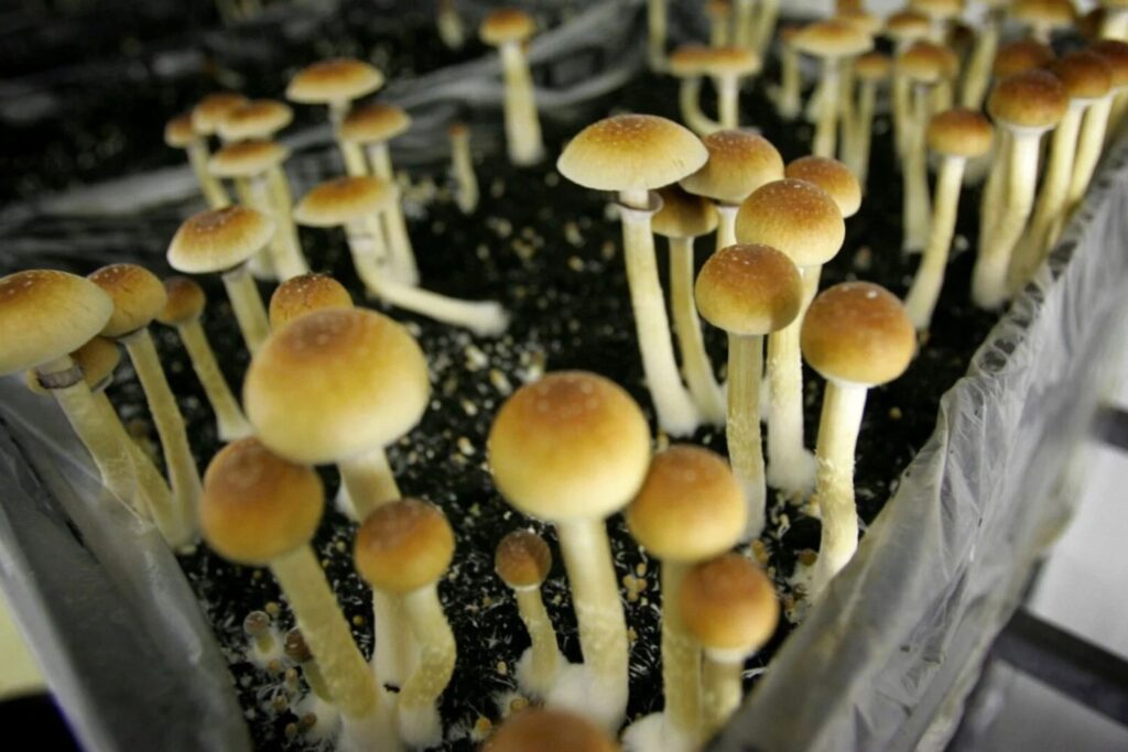 Diseño Sin Título (43)