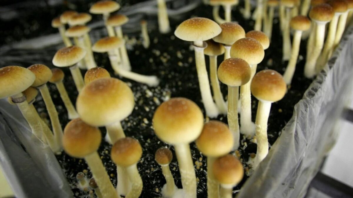 La psilocibina da el paso más importante de su historia médica moderna. El compuesto de los “hongos mágicos” supera ensayos decisivos y se acerca a una posible aprobación contra la depresión