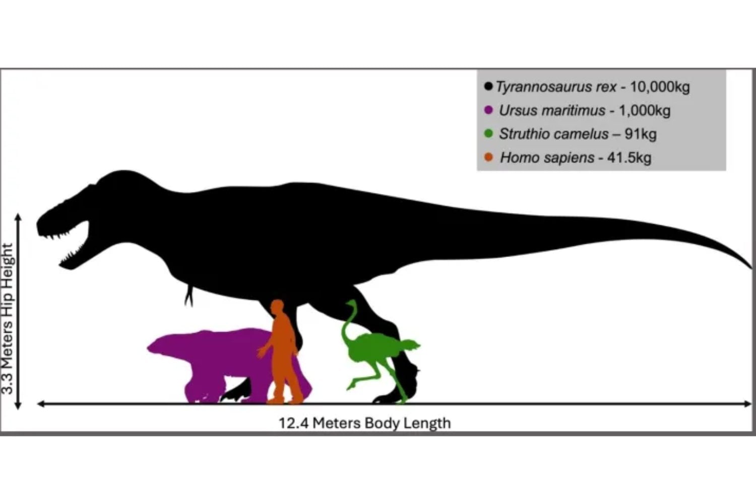 El Tyrannosaurus rex no era el gigante torpe que vimos en el cine. Según nuevo estudio, caminaba de puntillas y podía ser hasta un 20% más rápido de lo que pensábamos