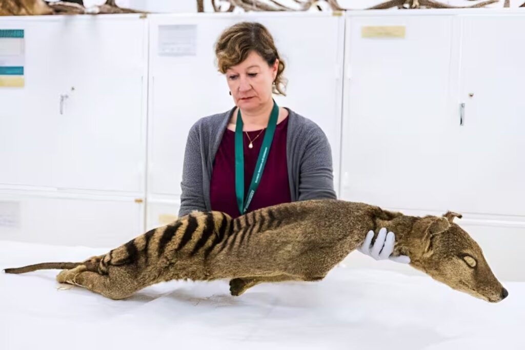 Extraer ARN funcional de una especie extinta parecía imposible. El hallazgo en el tigre de Tasmania que reescribe los límites de la biología