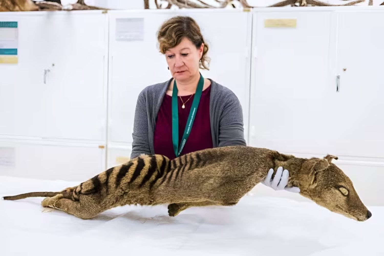 Extraer ARN funcional de una especie extinta parecía imposible. El hallazgo en el tigre de Tasmania que reescribe los límites de la biología