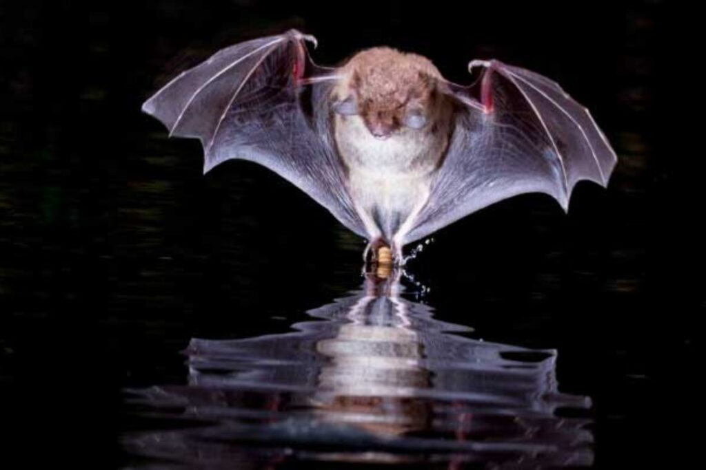 No hay que dramatizar todavía. Los científicos ya han identificado qué murciélagos concentran el mayor riesgo epidémico