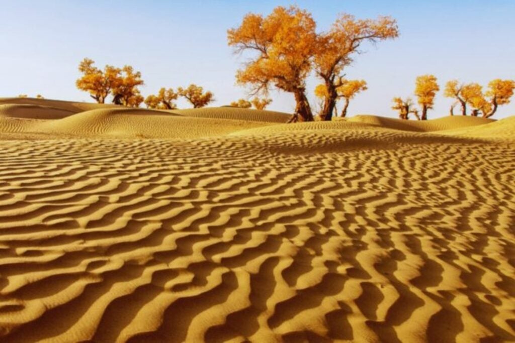 China ha plantado tantos árboles en uno de los desiertos más secos del mundo. El experimento que lo ha convertido en un sumidero de carbono