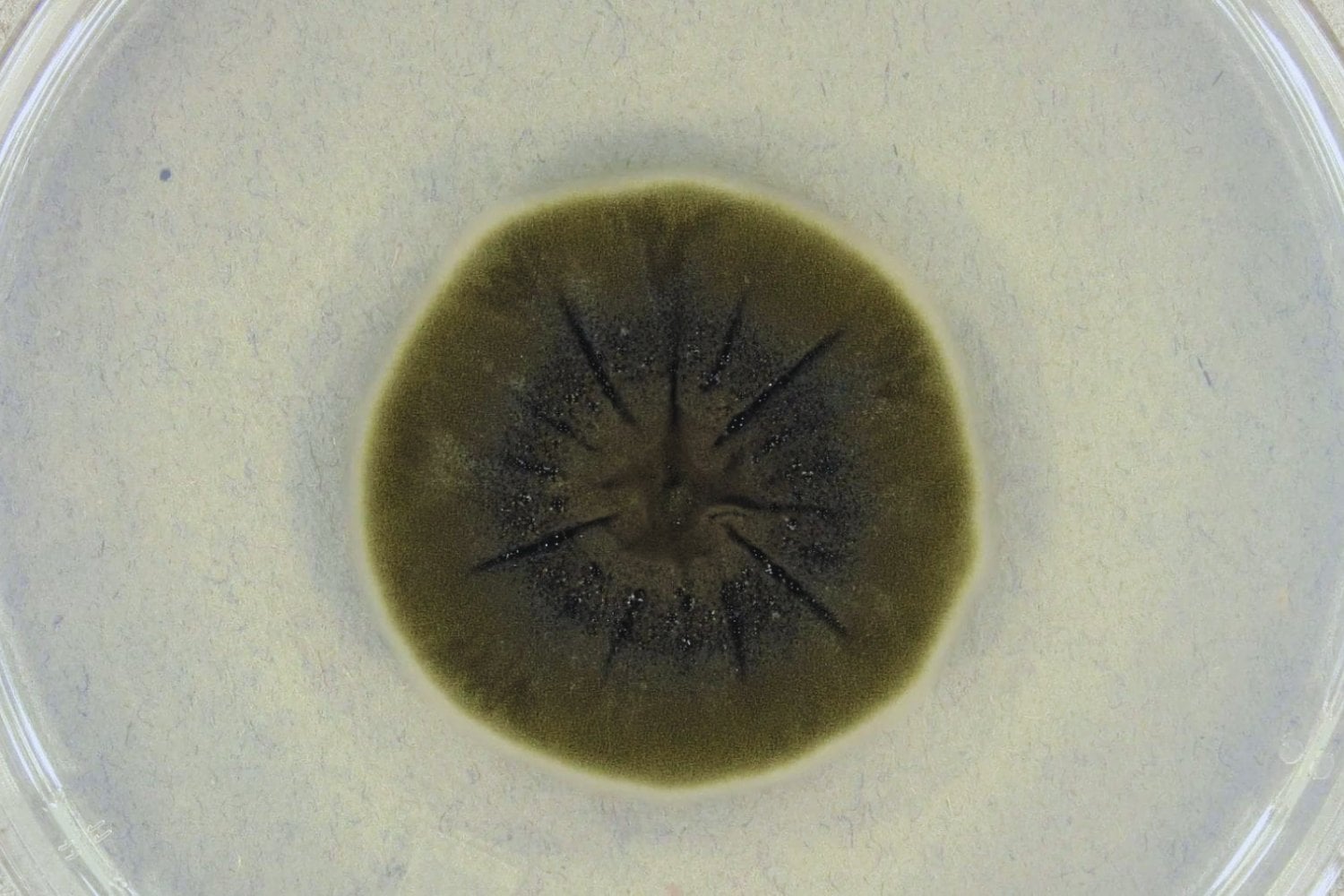 Un hongo negro prospera dentro del reactor de Chernóbil. La sorprendente adaptación biológica que desafía la radiación