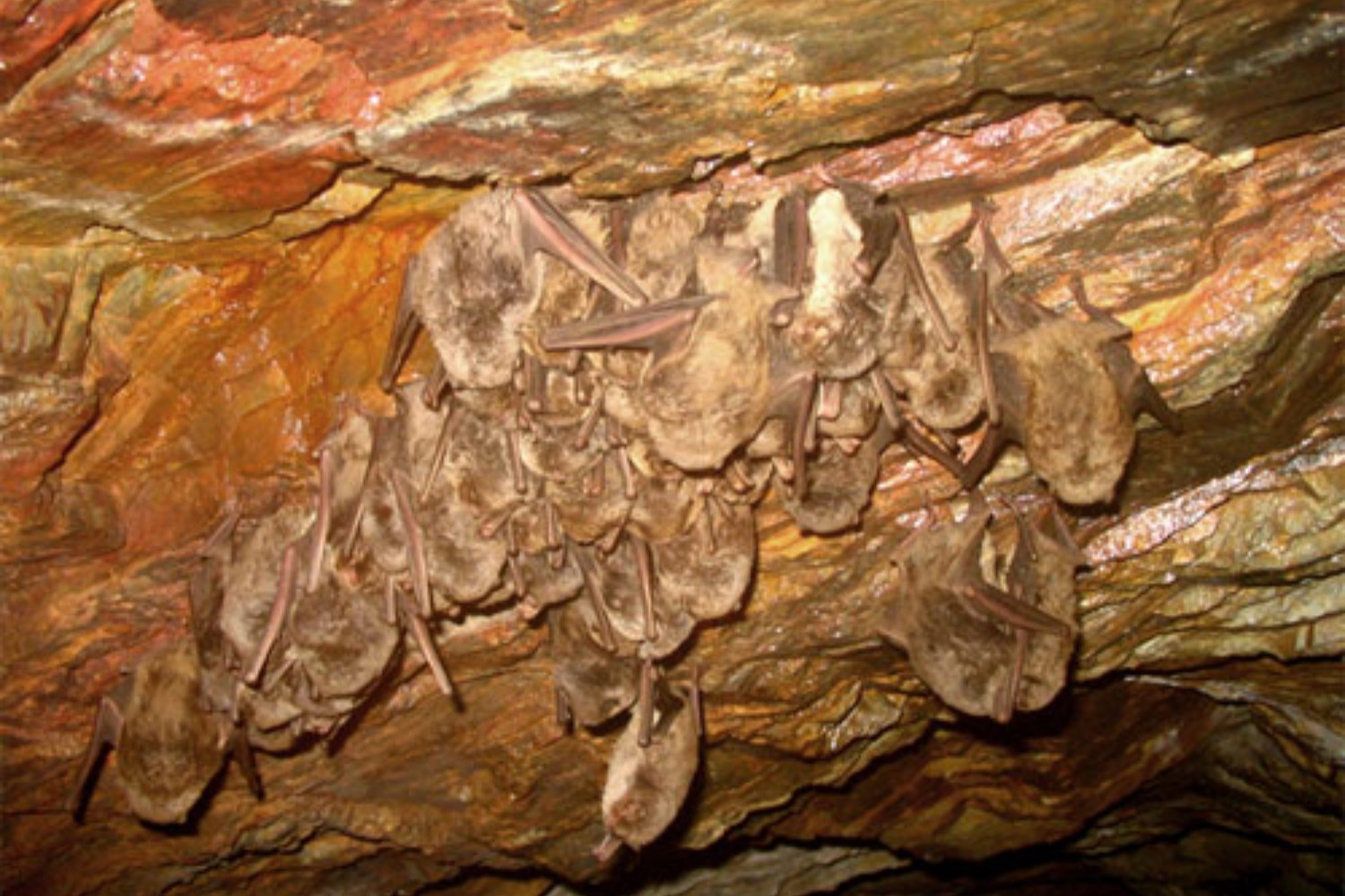 No hay que dramatizar todavía. Los científicos ya han identificado qué murciélagos concentran el mayor riesgo epidémico