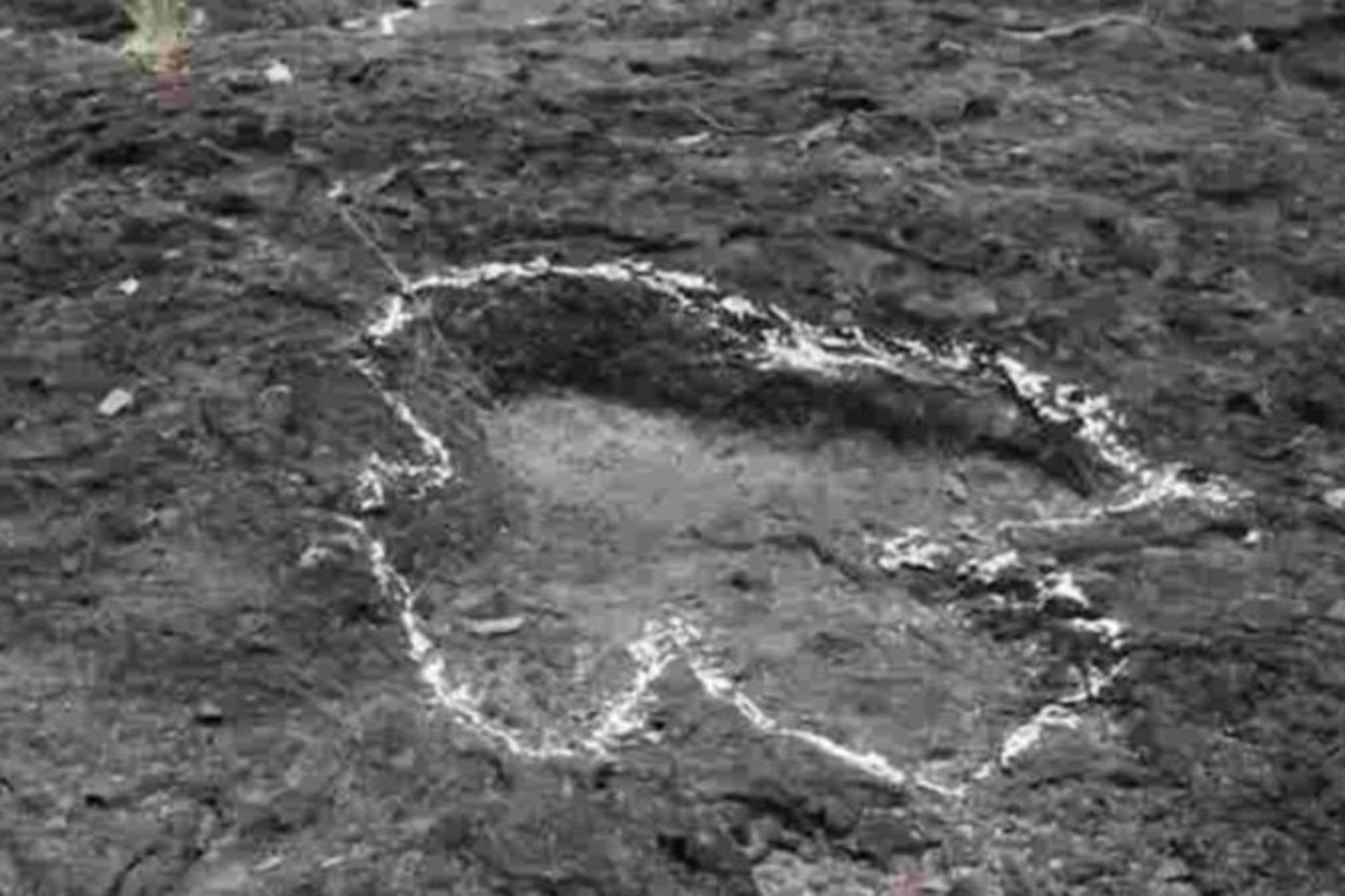 El Tyrannosaurus rex no era el gigante torpe que vimos en el cine. Según nuevo estudio, caminaba de puntillas y podía ser hasta un 20% más rápido de lo que pensábamos