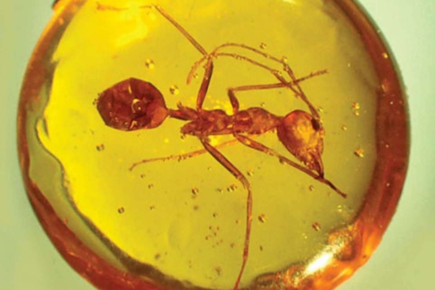 Una hormiga de hace 40 millones de años estaba escondida en el ámbar de Goethe. La ciencia moderna acaba de revelarla